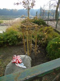 drzewo -będ jubileuszowy, obok kamiń z pamiątkową tabliczną