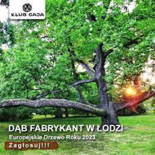 Trwa konkurs na Europejskie Drzewo Roku. Na prowadzeniu Dąb Fabrykant z Łodzi!